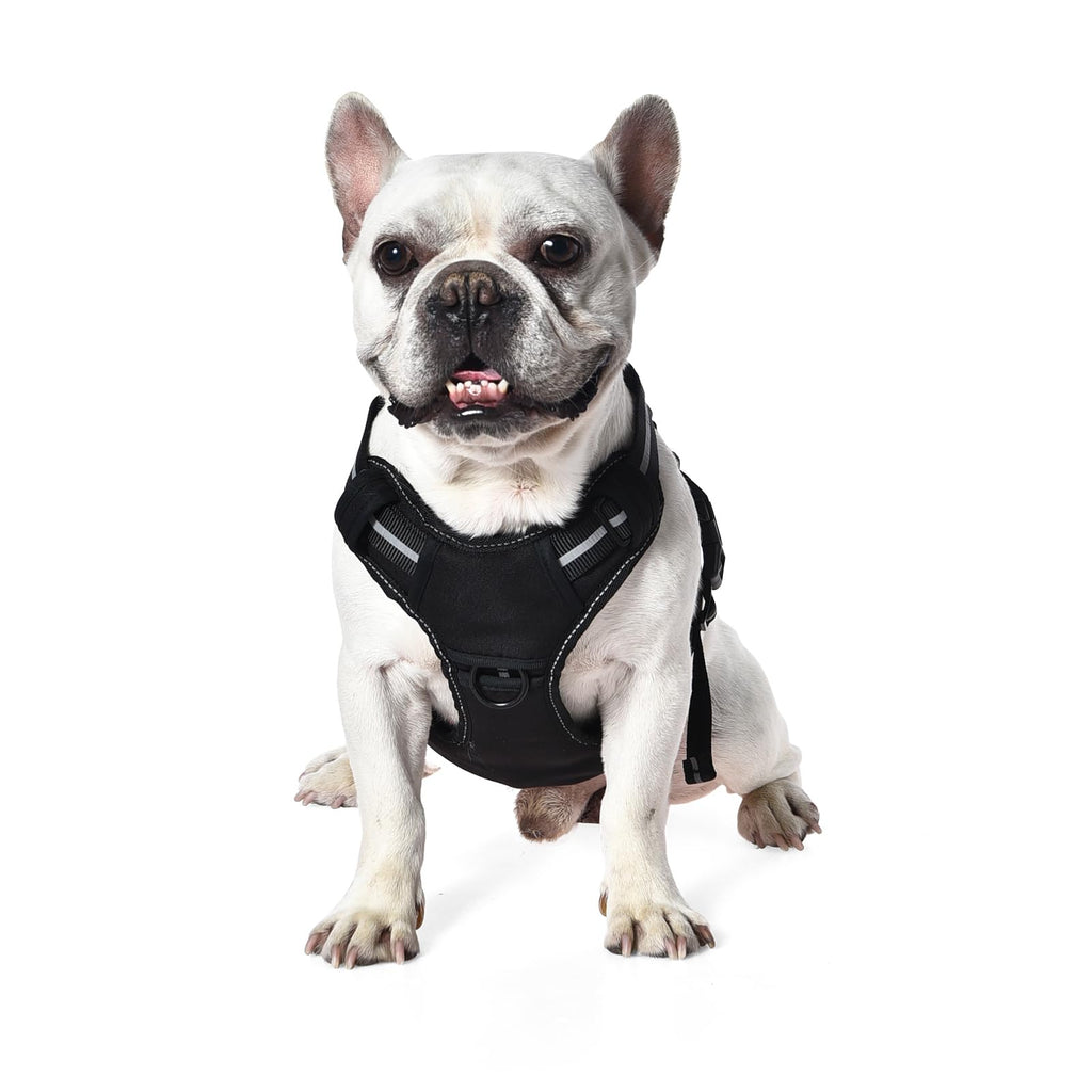 Harnais Chien Sans Traction Réglable & Rembourré – Bandes Réfléchissantes | Amazon Basics