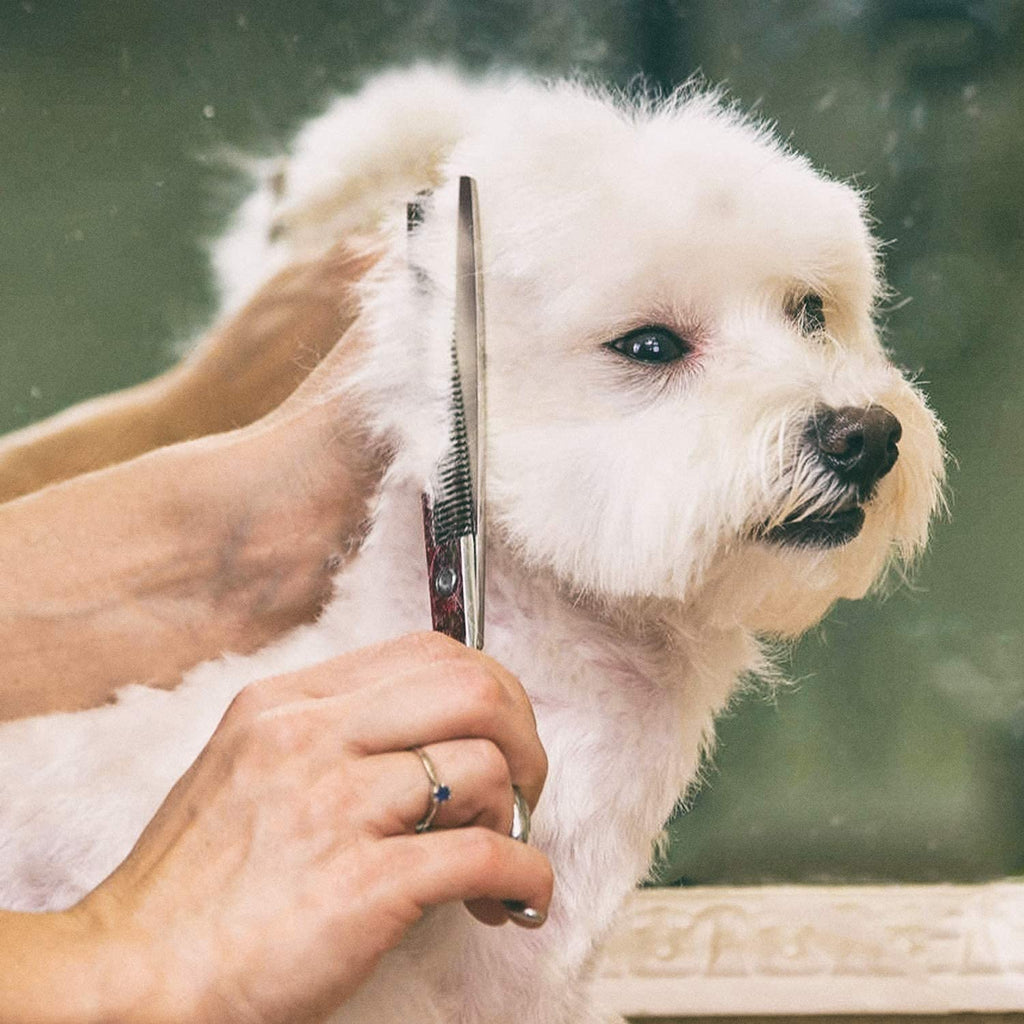 Gimars Ciseaux de toilettage professionnels pour chiens 4CR avec pointe ronde de sécurité, ciseaux droits, effilés et incurvés avec revêtement en titane