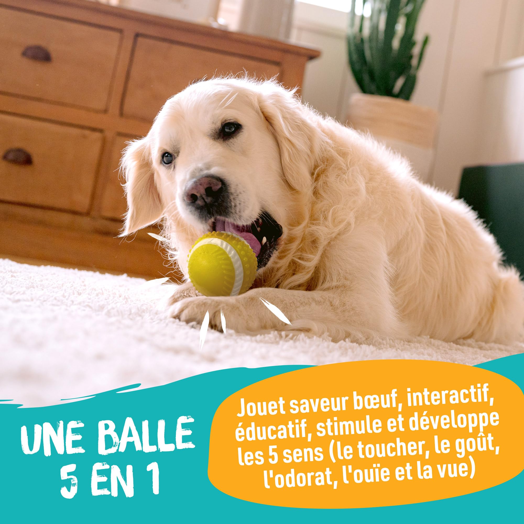 Aimé - Balle pour Chien 5 en 1 Saveur Bœuf - Jouet Interactif/Éducatif pour Développer et Stimuler les 5 Sens - Résistant Toutes Races et Tous Âges - Balle 6 cm