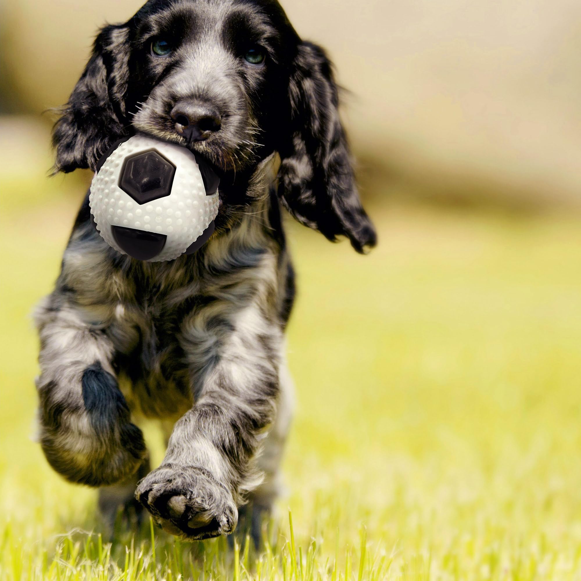 Aimé - Balle pour Chien 5 en 1 Saveur Bœuf - Jouet Interactif/Éducatif pour Développer et Stimuler les 5 Sens - Résistant Toutes Races et Tous Âges - Balle 6 cm