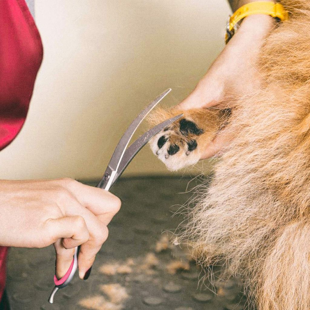 Gimars Ciseaux de toilettage professionnels pour chiens 4CR avec pointe ronde de sécurité, ciseaux droits, effilés et incurvés avec revêtement en titane