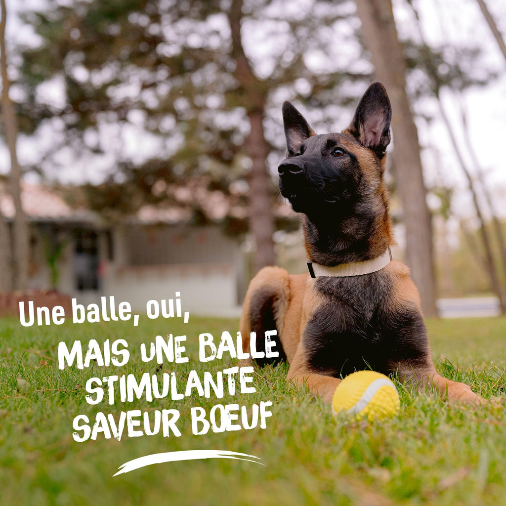 Aimé - Balle pour Chien 5 en 1 Saveur Bœuf - Jouet Interactif/Éducatif pour Développer et Stimuler les 5 Sens - Résistant Toutes Races et Tous Âges - Balle 6 cm