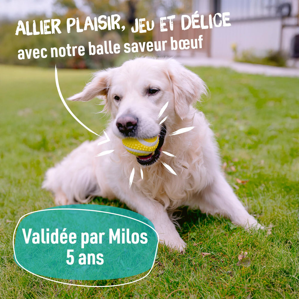Aimé - Balle pour Chien 5 en 1 Saveur Bœuf - Jouet Interactif/Éducatif pour Développer et Stimuler les 5 Sens - Résistant Toutes Races et Tous Âges - Balle 6 cm